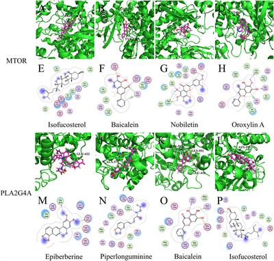 Network pharmacology and computer-aided drug design to explored potential targets of Lianhua Qingwen and Qingfei Paidu decoction for COVID-19